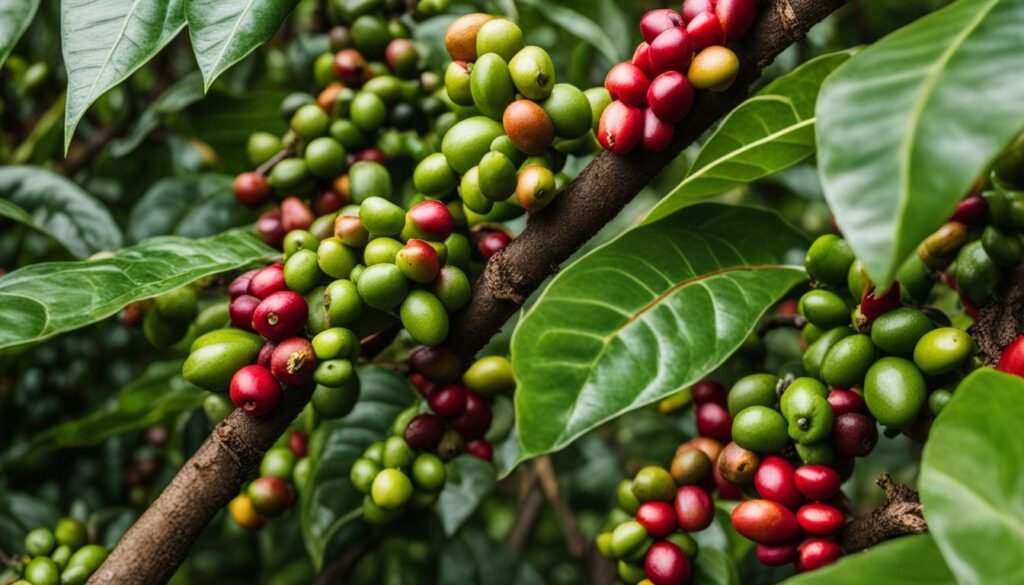 coffee beans